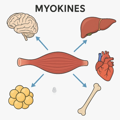 Schéma illustrant le rôle des myokines dans l'interaction entre les muscles et différents organes, notamment le cerveau, dans le cadre de l'activité physique après une lésion cérébrale.
