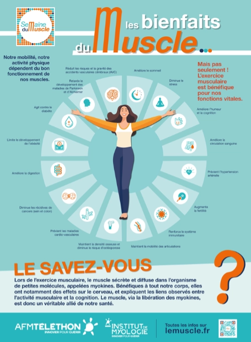 Infographie de l’AFM-Téléthon illustrant les bienfaits du muscle sur la santé publique, avec les effets positifs de l’exercice musculaire sur le corps et les fonctions vitales.