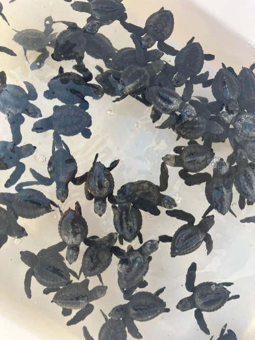 Bébés tortues relâchées à Bali lors du voyage sportif en Asie de Marie.